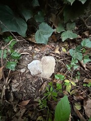 coeur