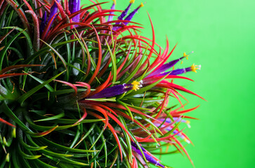 Blooming air plant Tillandsia with its colorful flowers plant in garden on green background.
