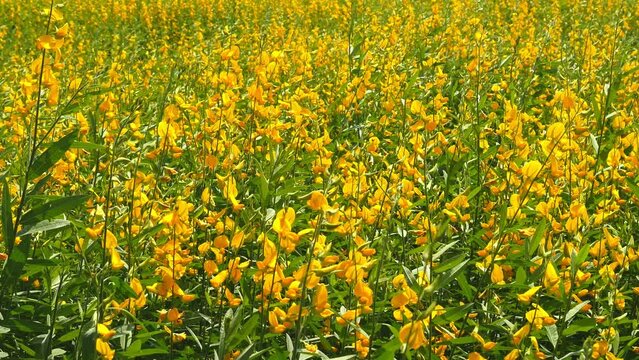 sunn hemp field (crotalaria juncea or Indian hemp) blowing in the wind.