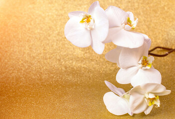 A branch of white orchids on a shiny gold background