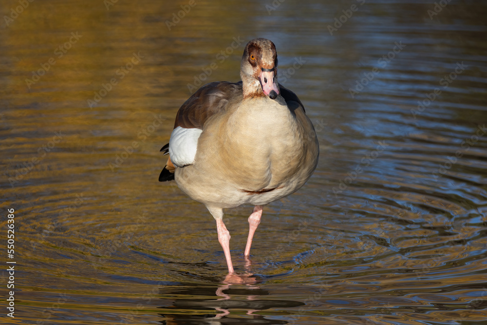 Poster a close up of an egyptian goose as it it walking forward in the shallows or the lake. it is surround