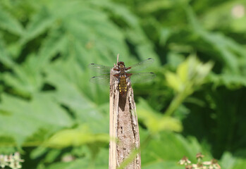 Plattbauch - Broad-bodied Chaser