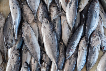 heaps of fresh fish caught by fishermen being sold in traditional markets