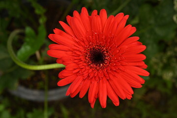 One red flower close-up shot.