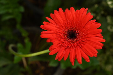 One red flower close-up shot.