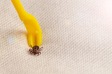 Removing a stuck tick on a human body.