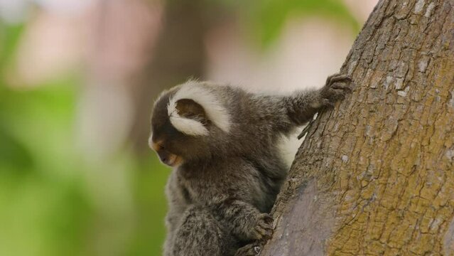 Marmoset sitting on tree trunk in forest - cute little monkey