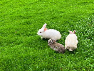White rabbit on green field. Copy space for design.