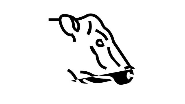 cow animal zoo line icon animation