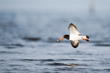 貝をくわえて飛ぶミヤコドリ (Oystercatcher)