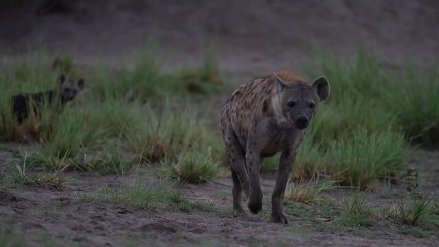 Hyena family den, young cubs in the nature habitat, Okavango delta in Botswana. Africa spotted hyena, Crocuta crocuta, in the grass and ground hole, nature wildlife. Botswana animal behaviour. 