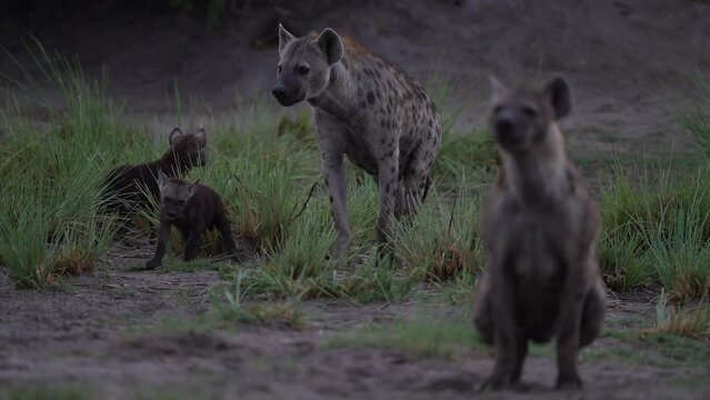 Hyena family den, young cubs in the nature habitat, Okavango delta in Botswana. Africa spotted hyena, Crocuta crocuta, in the grass and ground hole, nature wildlife. Botswana animal behaviour. 