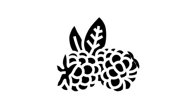 ripe blackberry leaf line icon animation