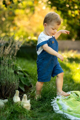 A beautiful child in blue overalls walks along the green grass next to chickens