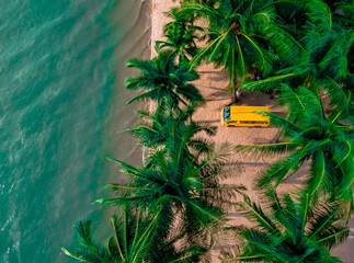 tree on the beach