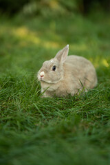 Little grey bunny in green grass