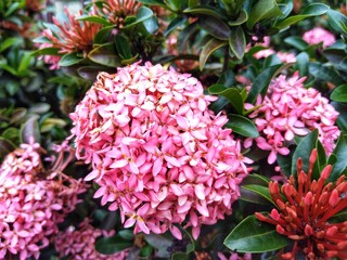 Pink ixora chinensis or Chinese ixora or asoka flower, is a species of plant of the genus Ixora.