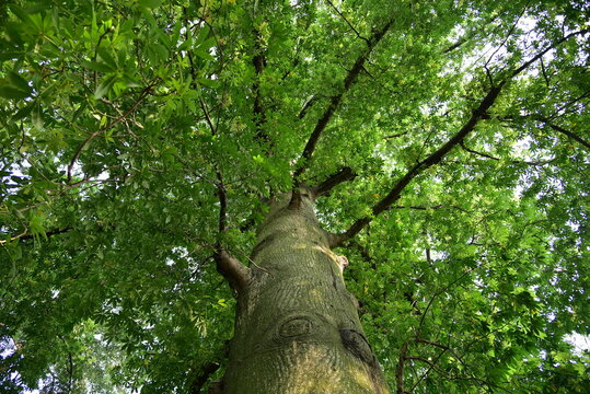 Ceiba pentandra is a tropical tree of the family Malvaceae. The tree is cultivated for its cottonlike seed fibre, particularly in south east Asia, and is also known as the Java cotton, Java kapok.