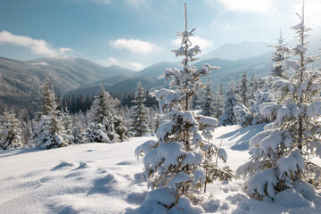coniferous trees covered with snow during sunset