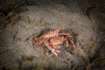 Crab couple in love on the bottom of the Red Sea of Egypt during diving