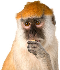 Eating Monkey Close-up - Isolated