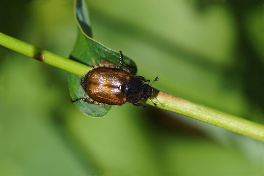 Phyllopertha horticola, the garden chafer or garden foliage beetle (family Scarabaeidae) in a Dutch garden in spring.