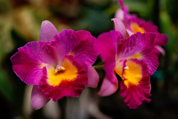 Hybrid Cattleya orchid flower plant