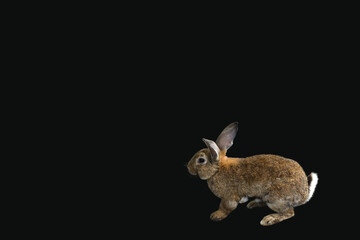 Isolated image of a rabbit on a black background.