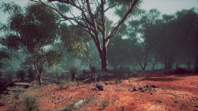 Dirt track through Angophora and eucalyptus forest