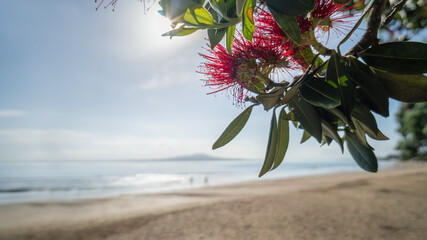 Pohutukawa trees in full bloom with Rangitoto Island in the background. Out-of-focus people walking...