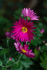 Pink chrysanthemum on a dark blurry background. Chrysanthemum flower. Chrysanthemum flowers blooming in the garden on a sunny day. Soft focus. Vertical photo.