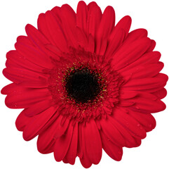 Red Gerbera Daisy
