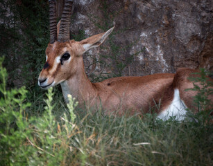 Portrait of a young and beautiful antelope
