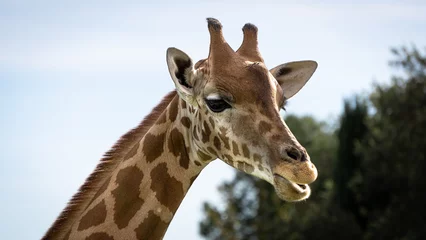 Foto auf Acrylglas A baby giraffe eating and looking at the camera © NicolaeOvidiu