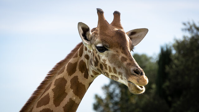A baby giraffe eating and looking at the camera
