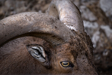 Amazing portrait of a mountain goat