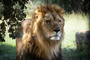 Beautiful young male lion looking in the distance