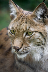 The beautiful face of a lynx
