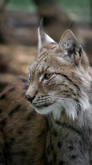 Portrait of a majestic and elegant lynx