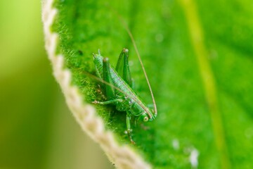 Macro shot of a grasshopper on a green leaf of a plant - Powered by Adobe