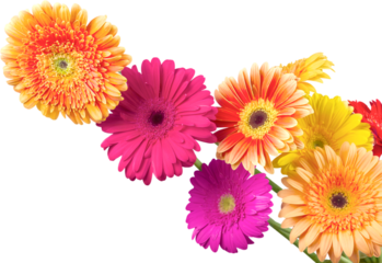 Bouquet of Gerbera Daisies