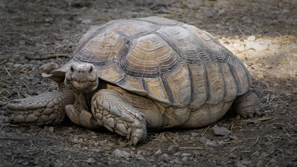 Beautiful terrestrial turtle, Hermann's tortoise