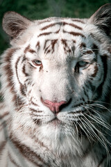 Portrait of a beautiful white tiger with blue eyes