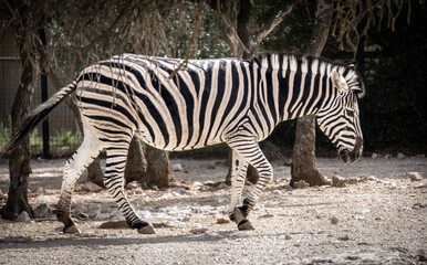 Fototapeta na wymiar A very beautiful young zebra walking