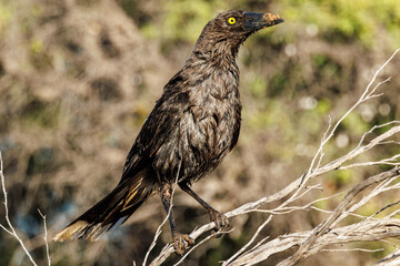 Grey Currawong in South Australia