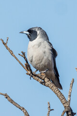 Masked Woodswallow in South Australia