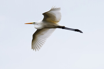 White heron flying