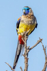 Naretha Bluebonnet in South Australia