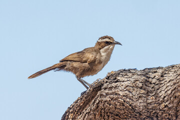 White-browed Babbler in South Australia