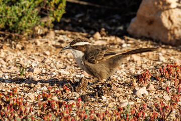 White-browed Babbler in South Australia